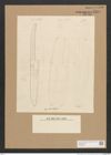 Plagiotropis elegans (de-Toni-Nr.: Genus 30) Zeichnungen Sammlung Grunow Nr. 2494 (NHMW-BOT-W0369815)